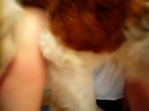 st bernard mounting