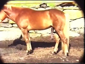 cavallo