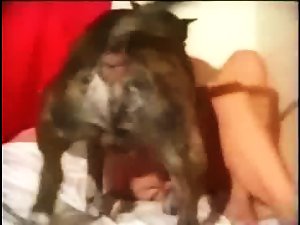 Sexo animal en la cama