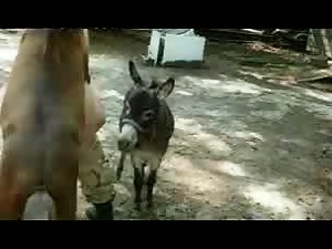Zoo gay sex El pony me parte el culo