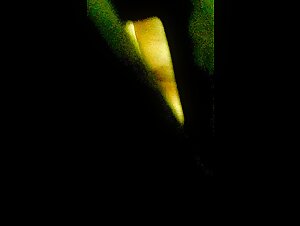Thumb 8