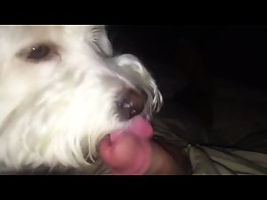 Perrito lame mi polla
