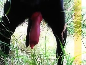 Dog found in the forest