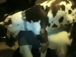Un dalmata follador